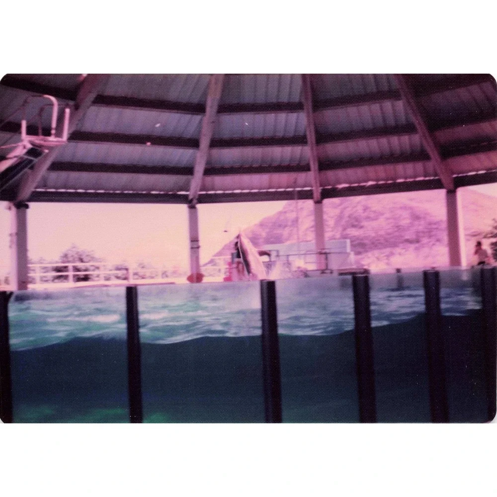Vintage 1970s Sea Life Park Hawaii Dolphin Seal Show Lot of 6 Photos 3.5x5 - Picture 3 of 6